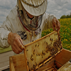 arı bakımı